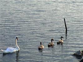 Swan and signets on the Neuchâtel lake in the Cudrefin Nature Reserve, a short walk from the hostel